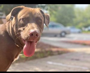 Kona (GA) Labrador Retriever Dog