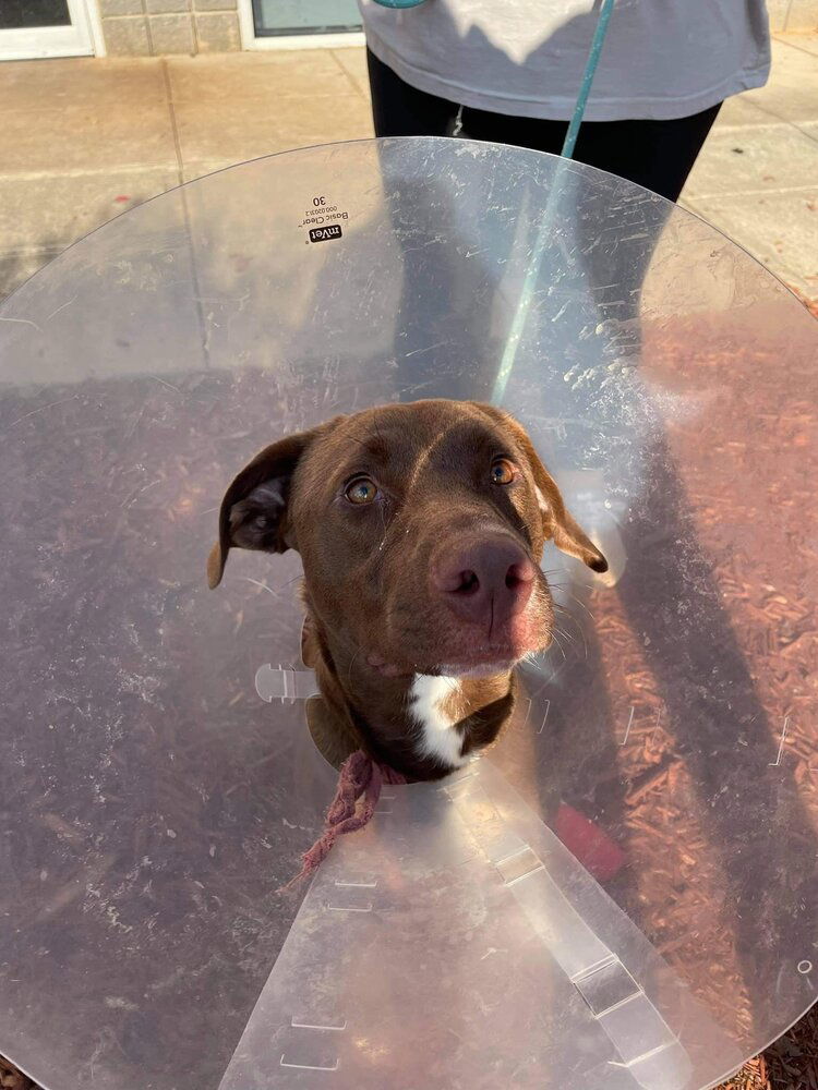 Kona (GA)