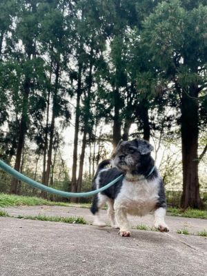 Gideon (GA) Shih Tzu Dog