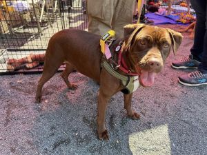 Sable (SC) Boxer Dog