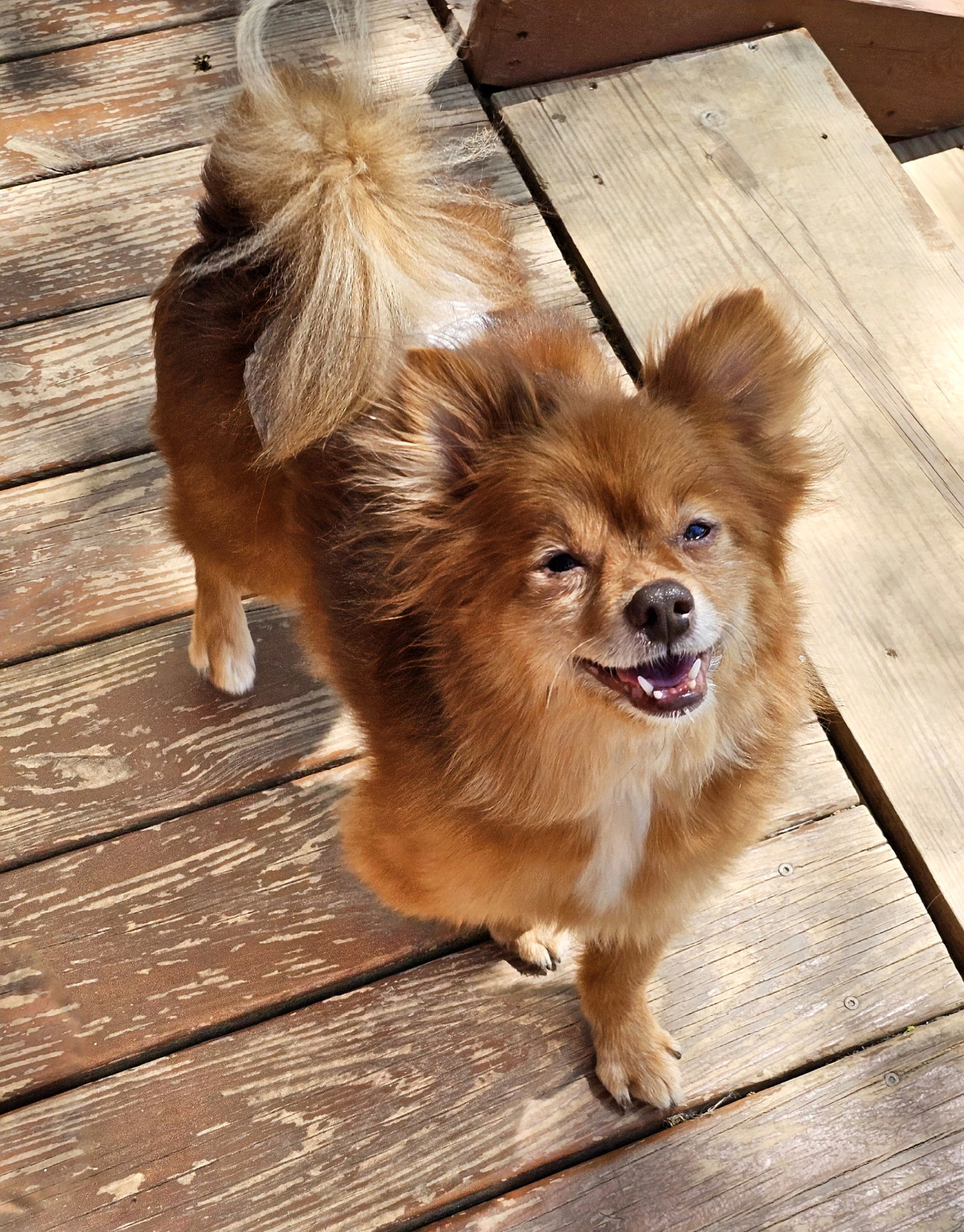 Miwak, an adoptable Pomeranian, Poodle in Lebanon, PA, 17046 | Photo Image 1