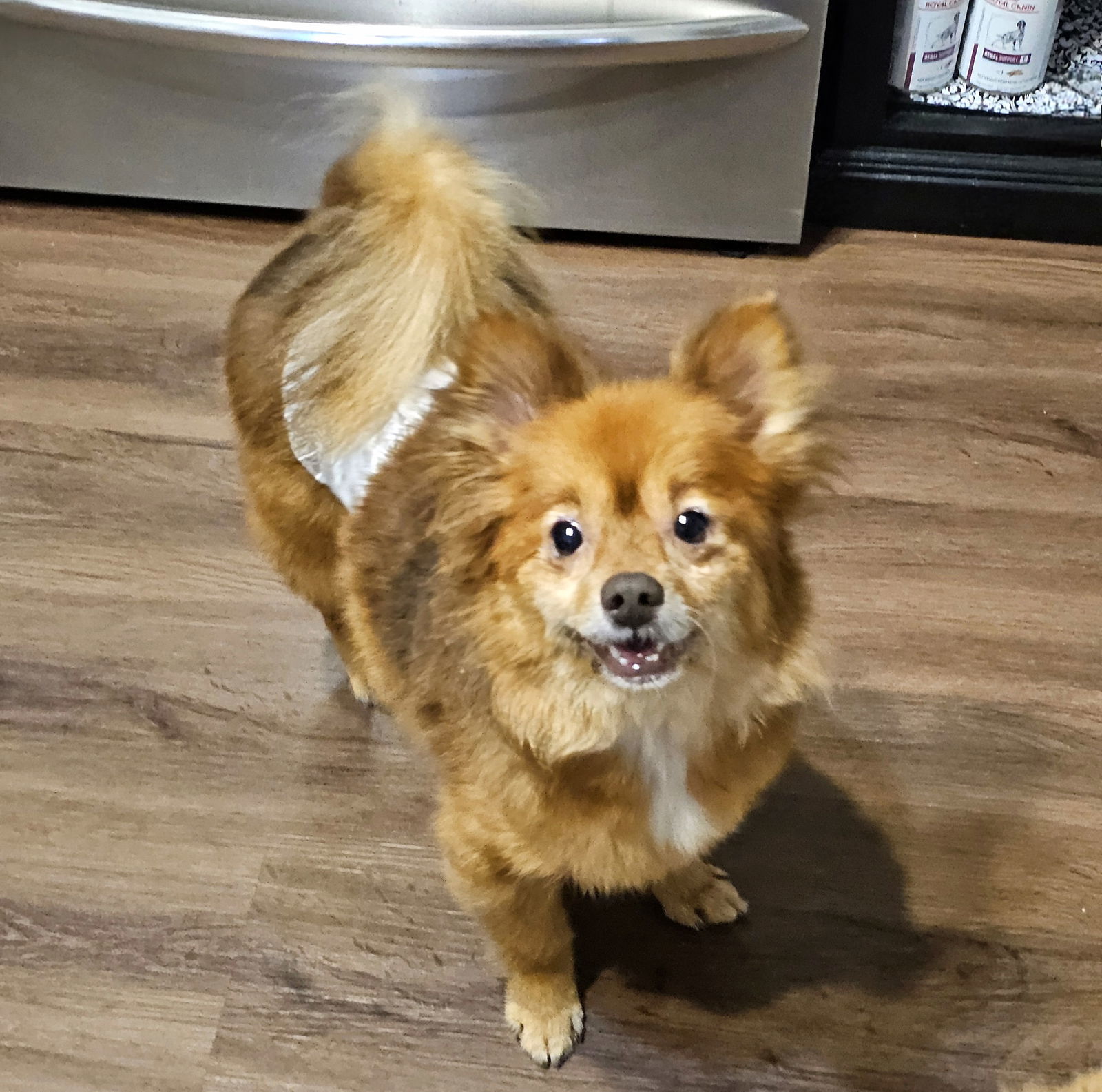 Miwak, an adoptable Pomeranian, Poodle in Lebanon, PA, 17046 | Photo Image 2