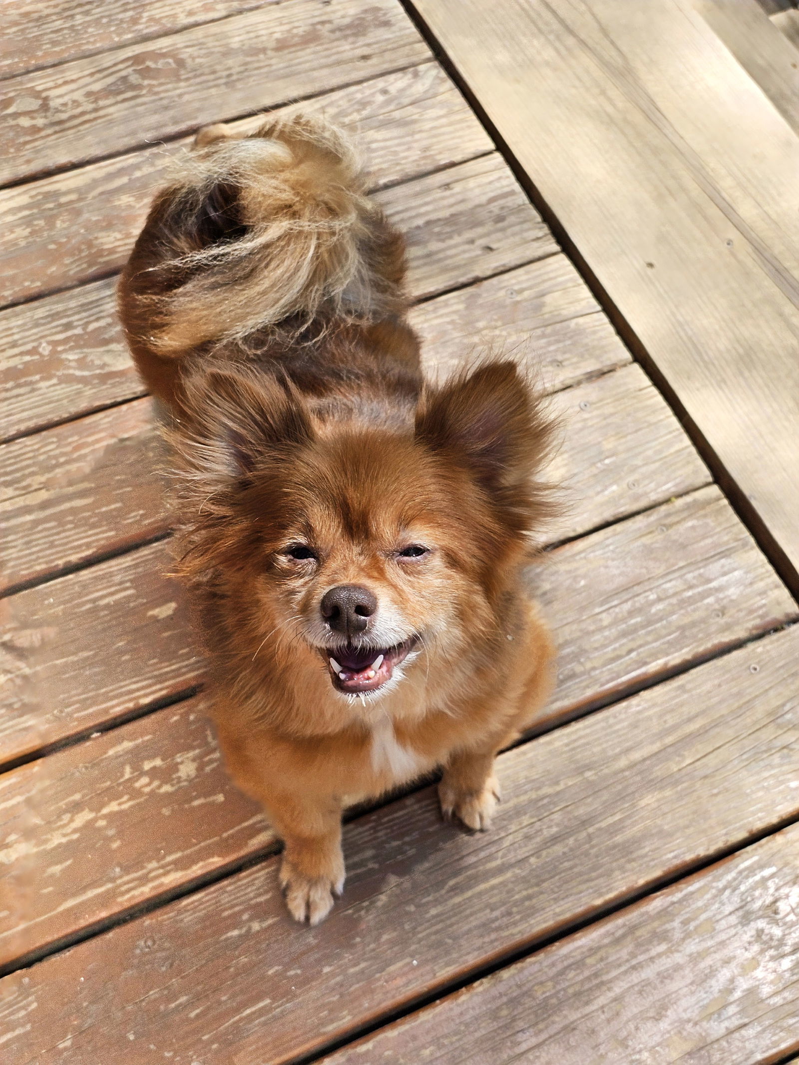 Miwak, an adoptable Pomeranian, Poodle in Lebanon, PA, 17046 | Photo Image 3