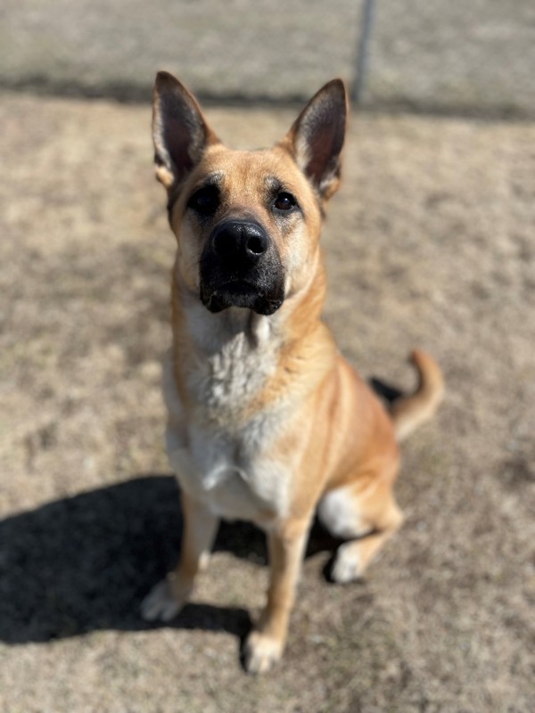 Laddy, an adoptable Mixed Breed in Great Falls, MT, 59405 | Photo Image 1