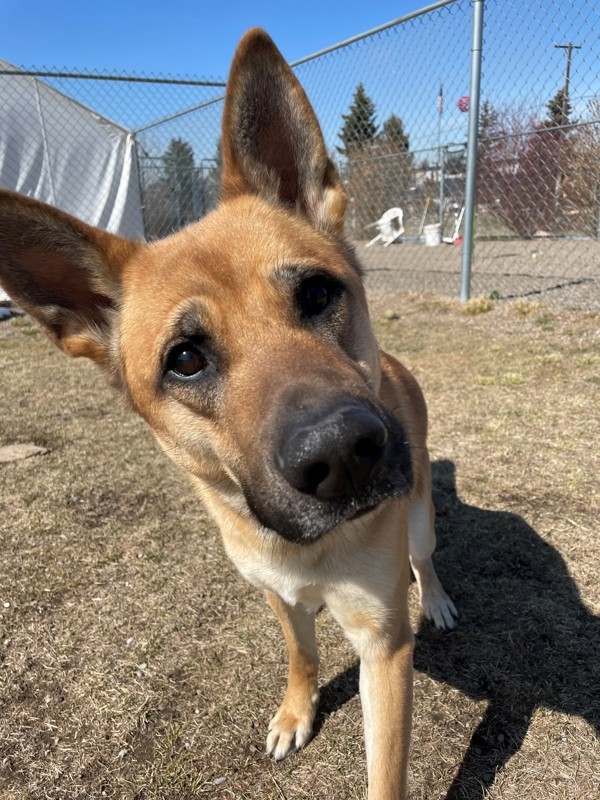 Laddy, an adoptable Mixed Breed in Great Falls, MT, 59405 | Photo Image 4