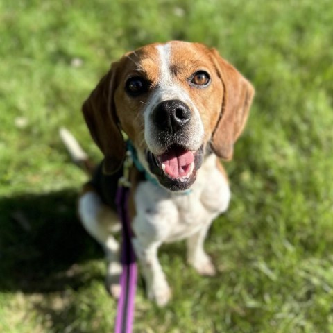 AppleJuice, an adoptable Beagle in Brainerd, MN, 56401 | Photo Image 1