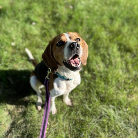 AppleJuice, an adoptable Beagle in Brainerd, MN, 56401 | Photo Image 2