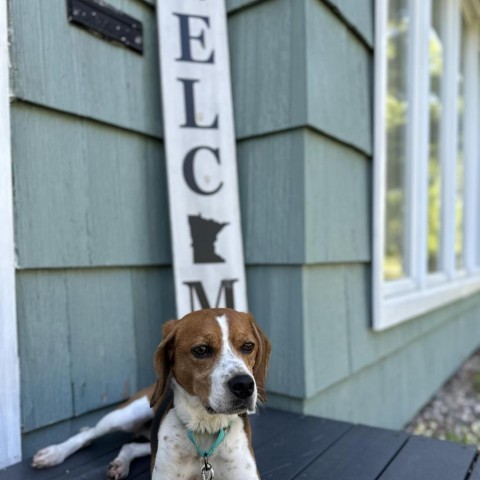 AppleJuice, an adoptable Beagle in Brainerd, MN, 56401 | Photo Image 3