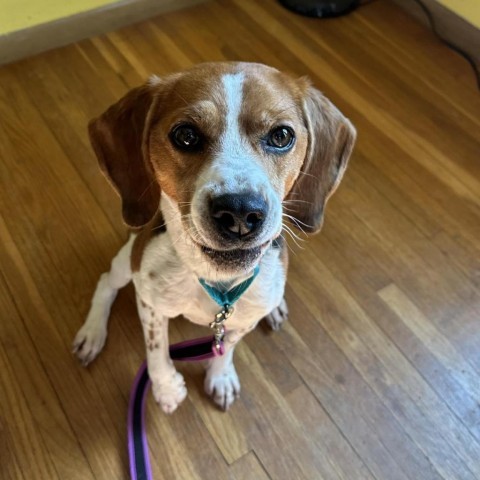 AppleJuice, an adoptable Beagle in Brainerd, MN, 56401 | Photo Image 4