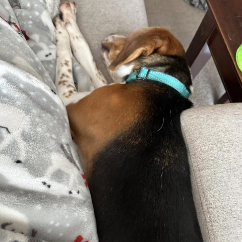 AppleJuice, an adoptable Beagle in Brainerd, MN, 56401 | Photo Image 5