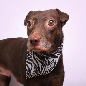 Marena A, Adult Female Mixed Breed