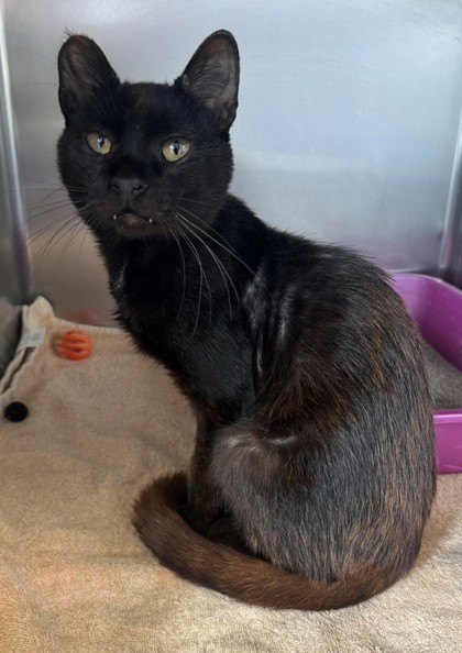 Rusty, an adoptable Domestic Short Hair in Willmar, MN, 56201 | Photo Image 1