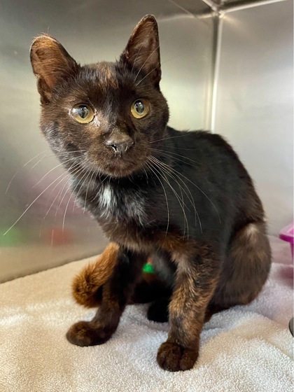 Rusty, an adoptable Domestic Short Hair in Willmar, MN, 56201 | Photo Image 2