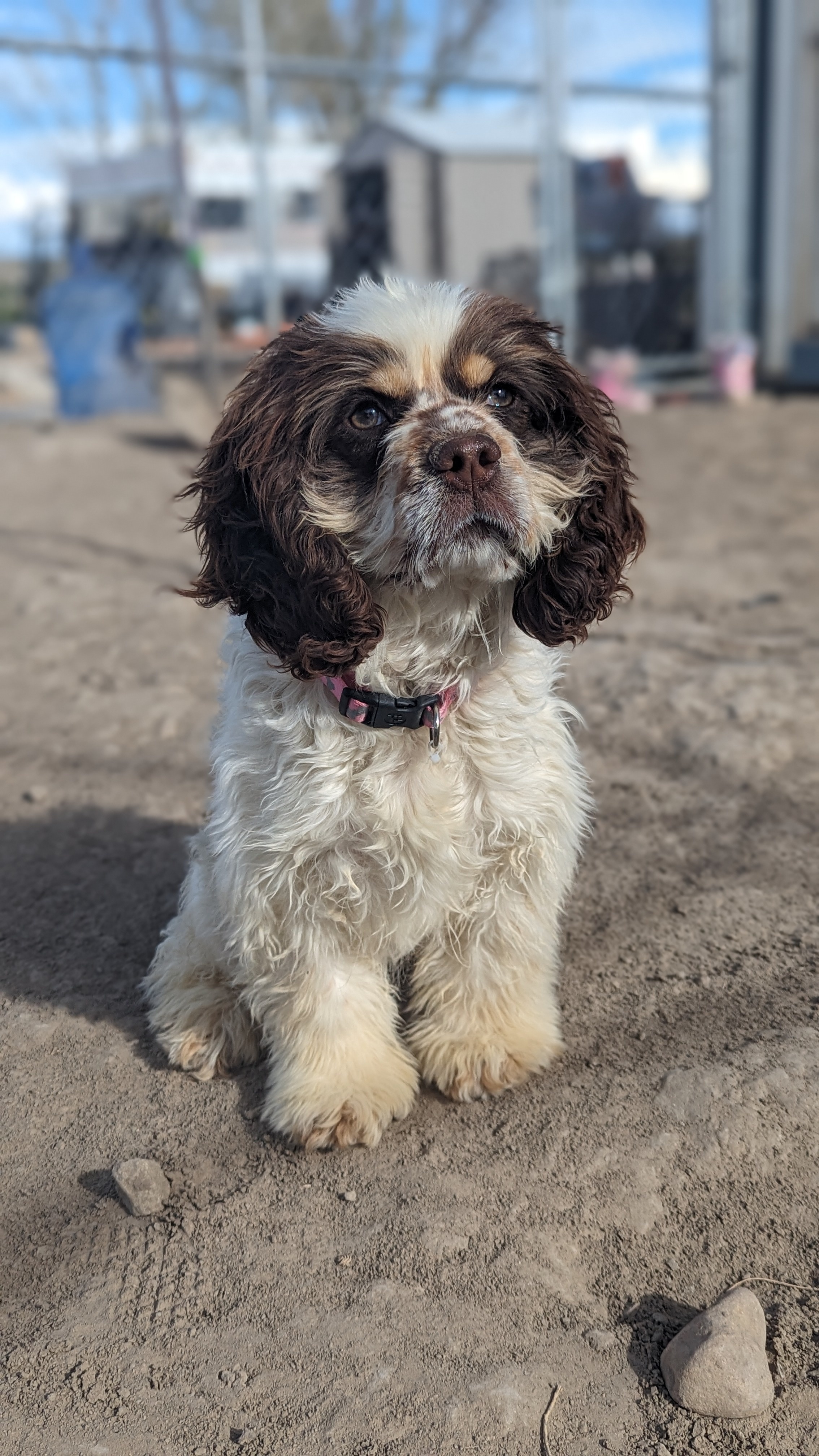 Muffin, an adoptable Cocker Spaniel in Castle Dale, UT, 84513 | Photo Image 1