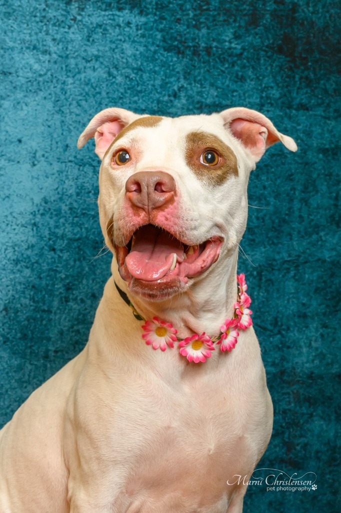 Honey, an adoptable Pit Bull Terrier in Rock Springs, WY, 82901 | Photo Image 1