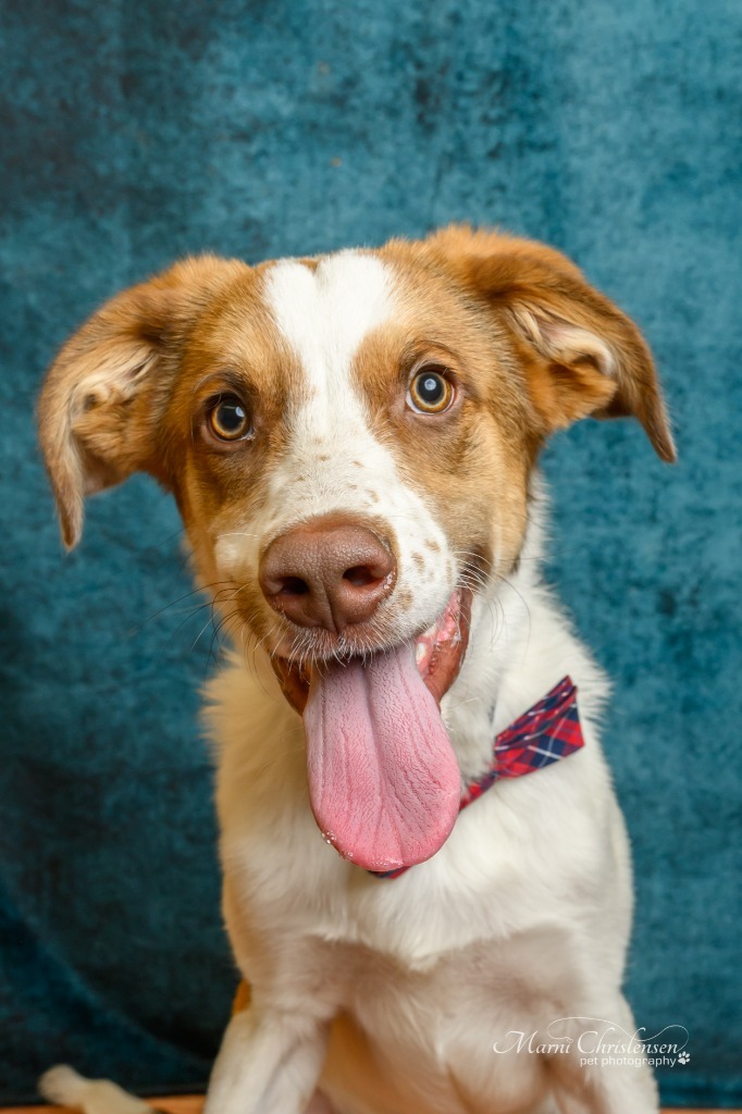 Flynn, an adoptable Border Collie, Mixed Breed in Rock Springs, WY, 82901 | Photo Image 1