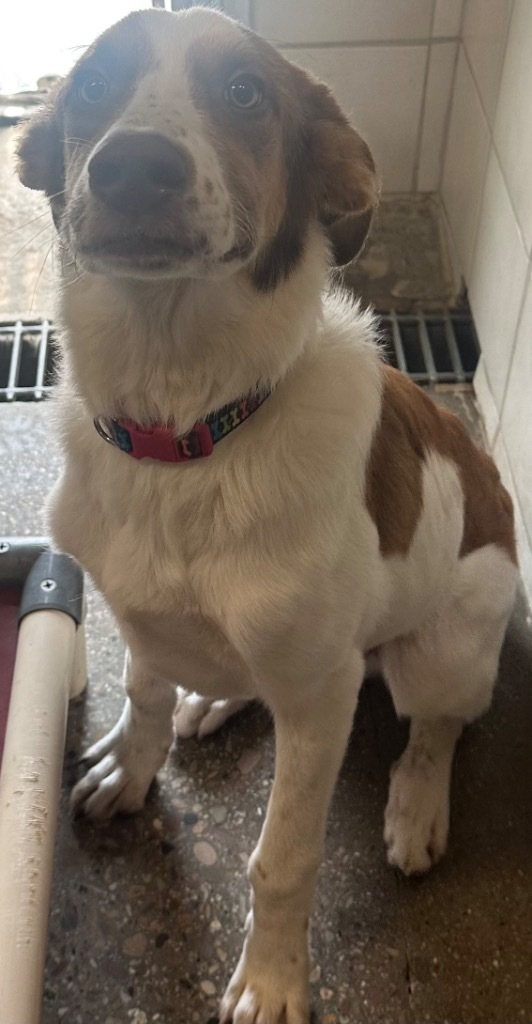 Flynn, an adoptable Border Collie, Mixed Breed in Rock Springs, WY, 82901 | Photo Image 2