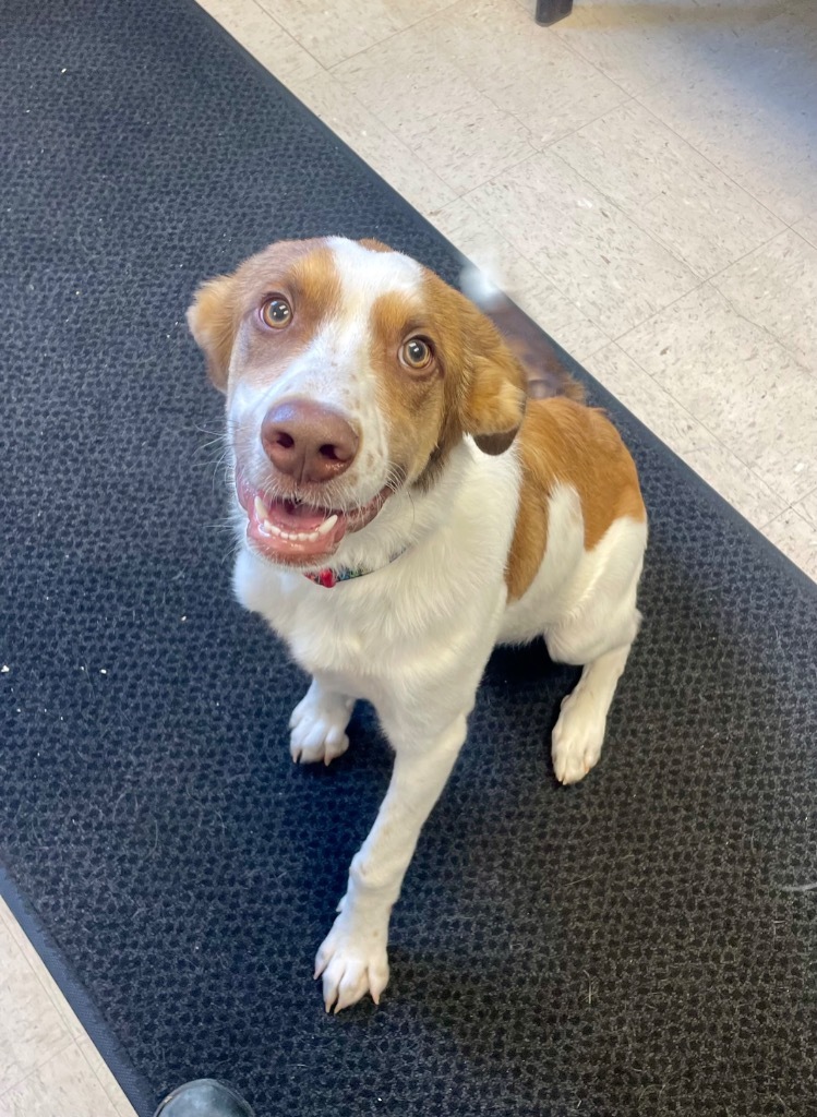 Flynn, an adoptable Border Collie, Mixed Breed in Rock Springs, WY, 82901 | Photo Image 3