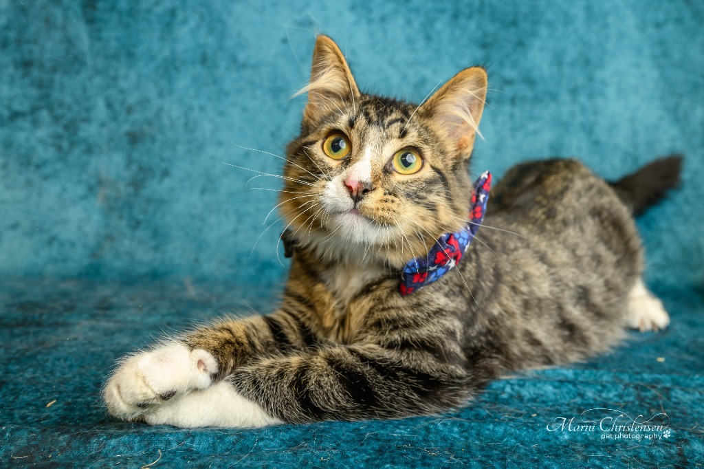 Sirius Black, an adoptable Domestic Medium Hair in Rock Springs, WY, 82901 | Photo Image 1