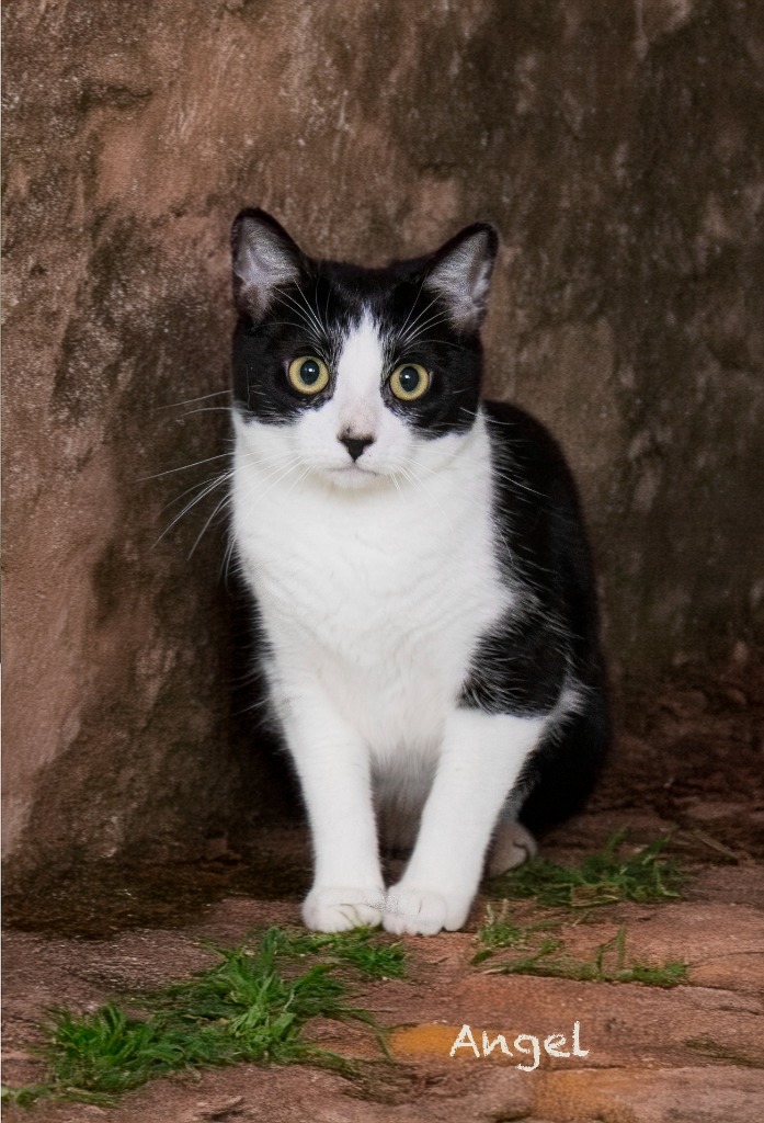 Angel, an adoptable Domestic Short Hair in Hot Springs Village, AR, 71909 | Photo Image 1