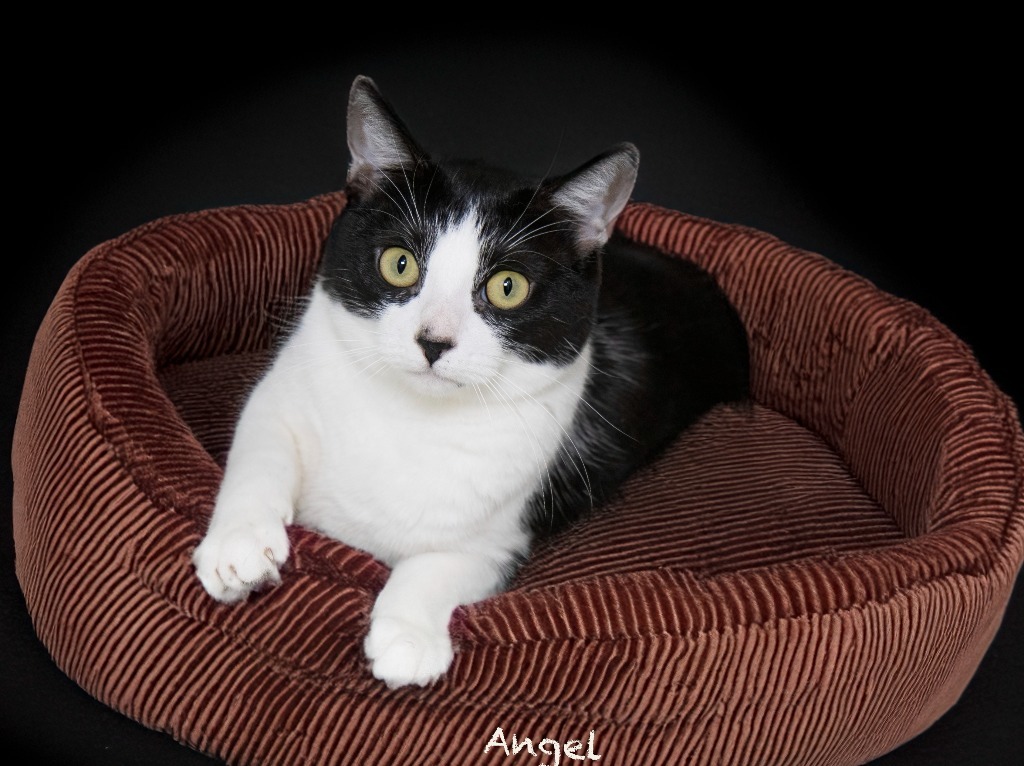 Angel, an adoptable Domestic Short Hair in Hot Springs Village, AR, 71909 | Photo Image 2