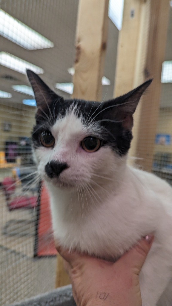 Cheech, an adoptable Domestic Short Hair in Grand Rapids, MN, 55744 | Photo Image 2