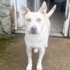 Gulliver photo 3