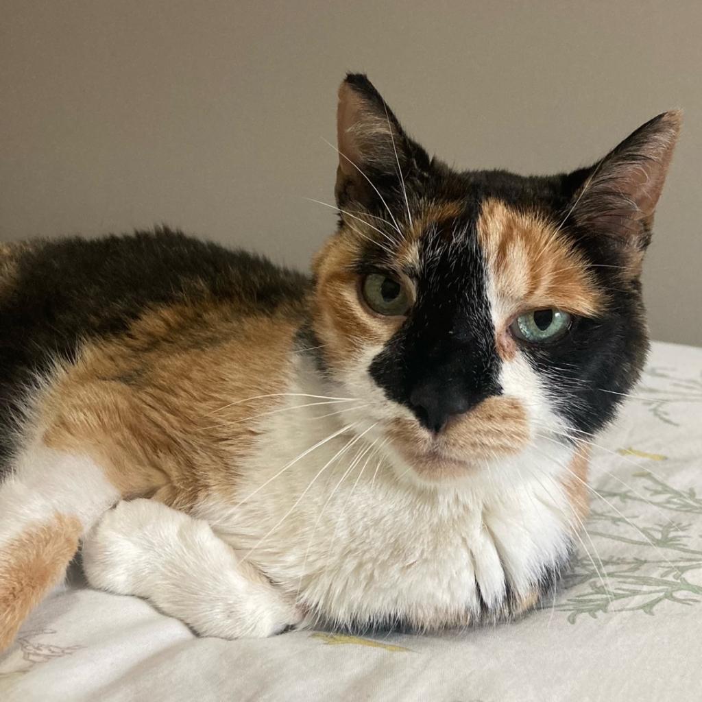 Jackie-Foster, an adoptable Domestic Short Hair in Grand Rapids, MI, 49534 | Photo Image 1