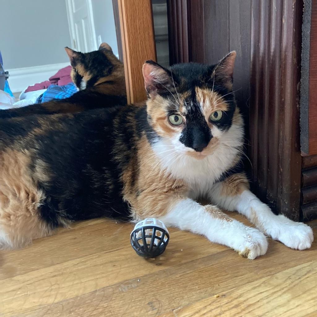 Jackie-Foster, an adoptable Domestic Short Hair in Grand Rapids, MI, 49534 | Photo Image 2