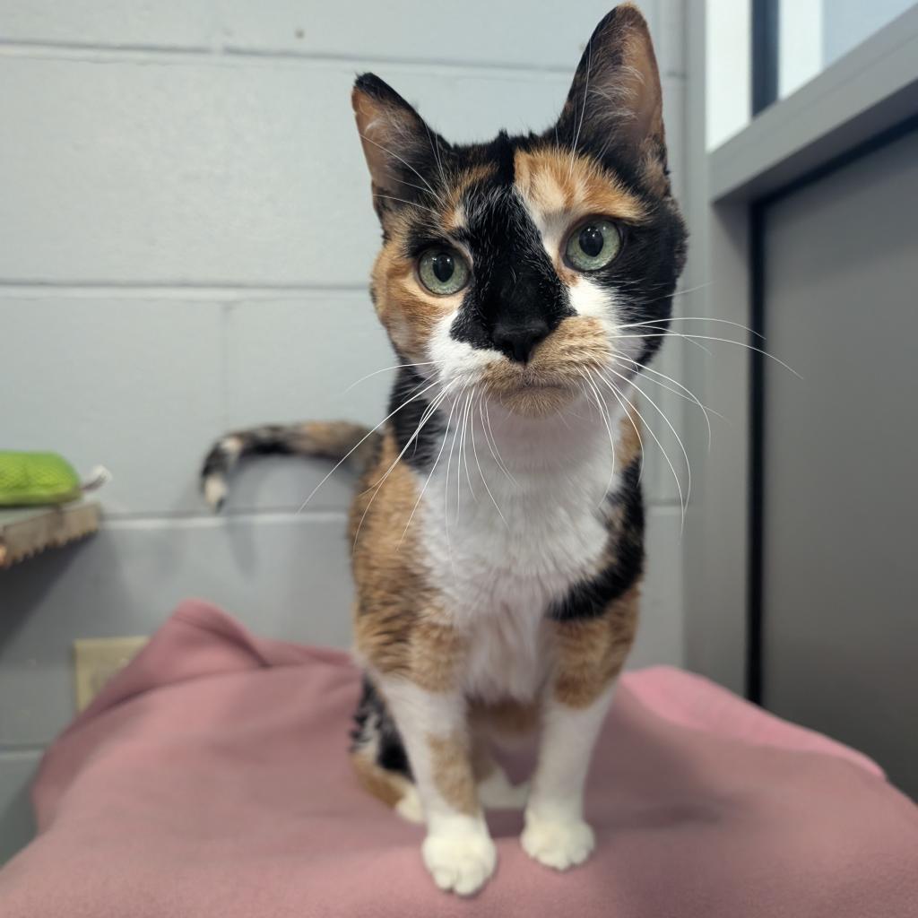 Jackie-Foster, an adoptable Domestic Short Hair in Grand Rapids, MI, 49534 | Photo Image 3