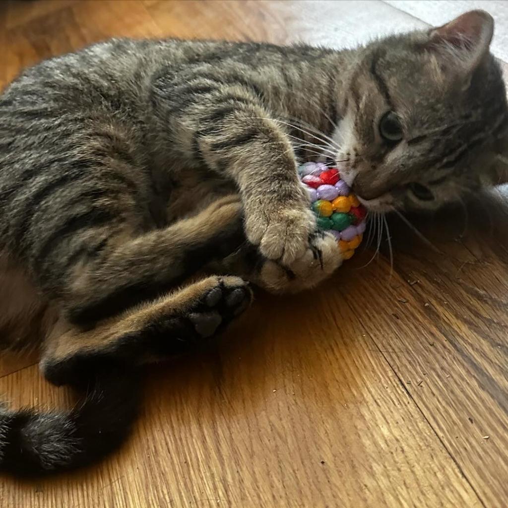 Bobbie