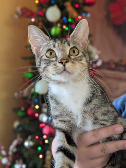 Rochelle, an adoptable Domestic Short Hair in La Harpe, KS, 66751 | Photo Image 1