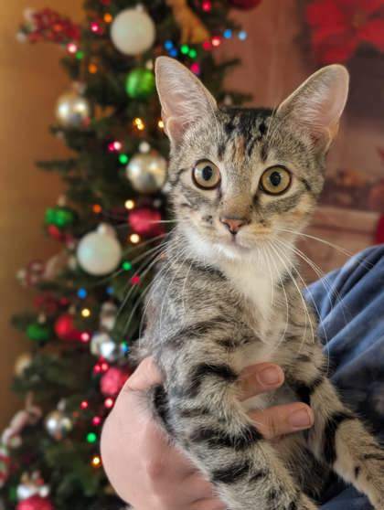 Rochelle, an adoptable Domestic Short Hair in La Harpe, KS, 66751 | Photo Image 2
