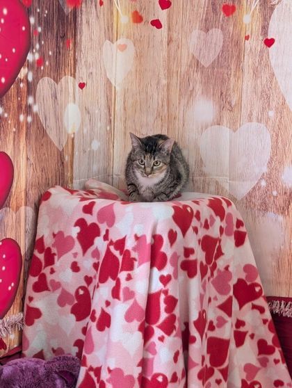 Rochelle, an adoptable Domestic Short Hair in La Harpe, KS, 66751 | Photo Image 3