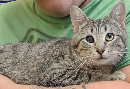 Reyna, an adoptable Domestic Short Hair in La Harpe, KS, 66751 | Photo Image 1