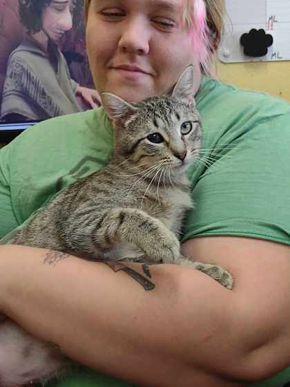 Reyna, an adoptable Domestic Short Hair in La Harpe, KS, 66751 | Photo Image 3