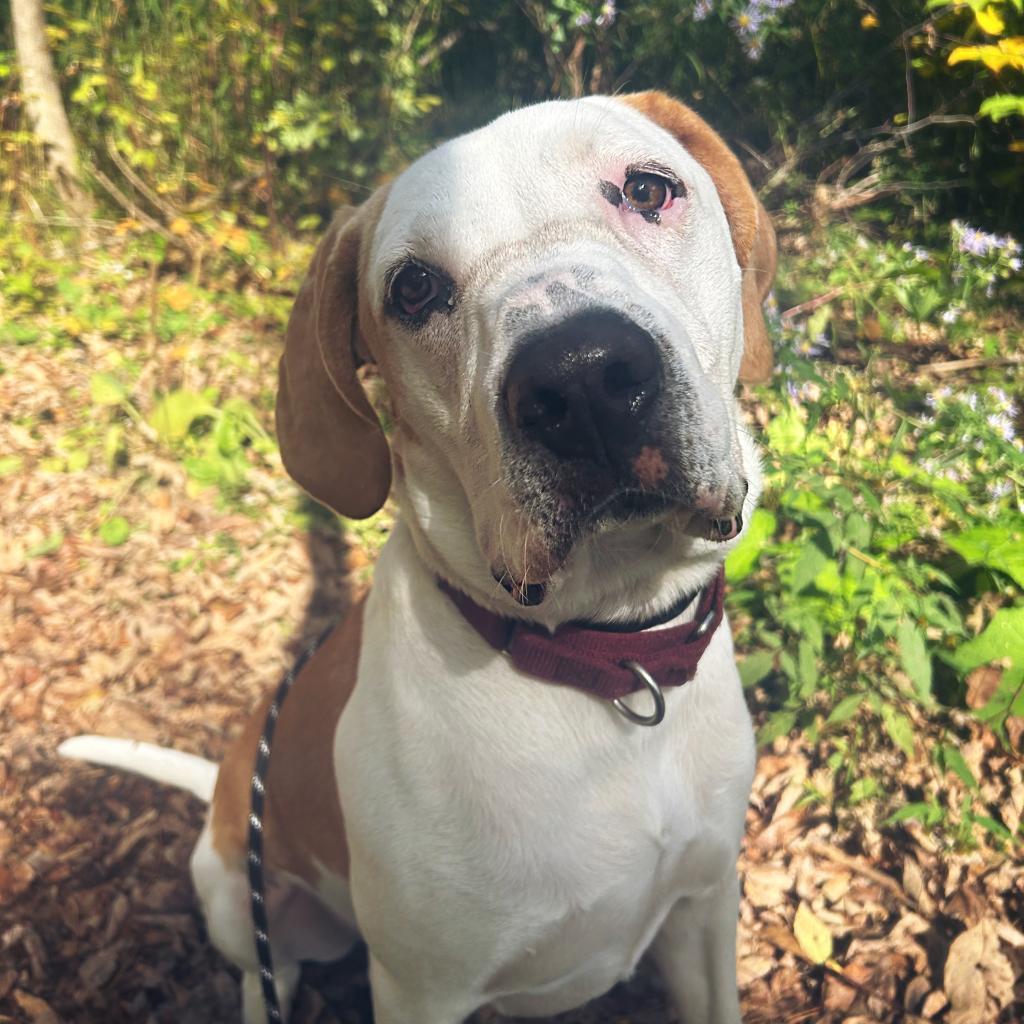 Jerry, an adoptable Coonhound in Thomaston, ME, 04861 | Photo Image 1