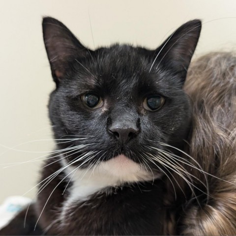 Noodle, an adoptable Domestic Short Hair in Thomaston, ME, 04861 | Photo Image 1