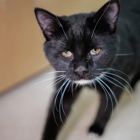 Noodle, an adoptable Domestic Short Hair in Thomaston, ME, 04861 | Photo Image 5