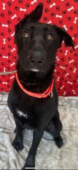 Thea, an adoptable German Shepherd Dog in Brookings, OR, 97415 | Photo Image 1