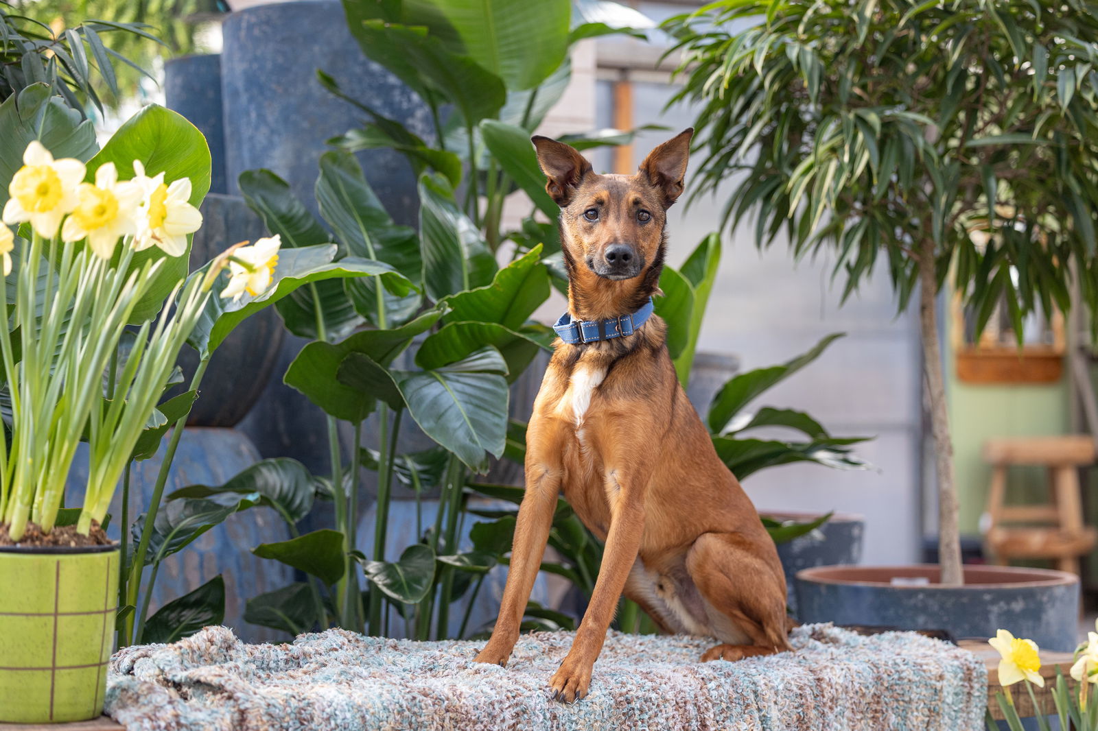 Tulane, an adoptable German Shepherd Dog, Terrier in Brooklyn Center, MN, 55429 | Photo Image 1