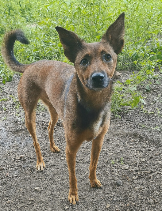 Tulane, an adoptable German Shepherd Dog, Terrier in Brooklyn Center, MN, 55429 | Photo Image 1