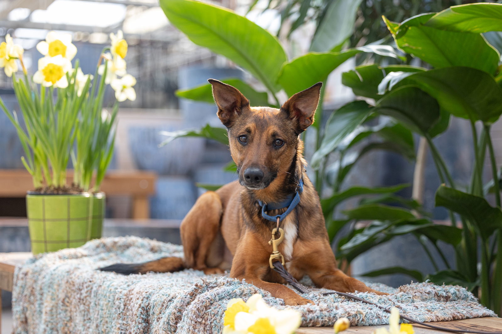 Tulane, an adoptable German Shepherd Dog, Terrier in Brooklyn Center, MN, 55429 | Photo Image 2