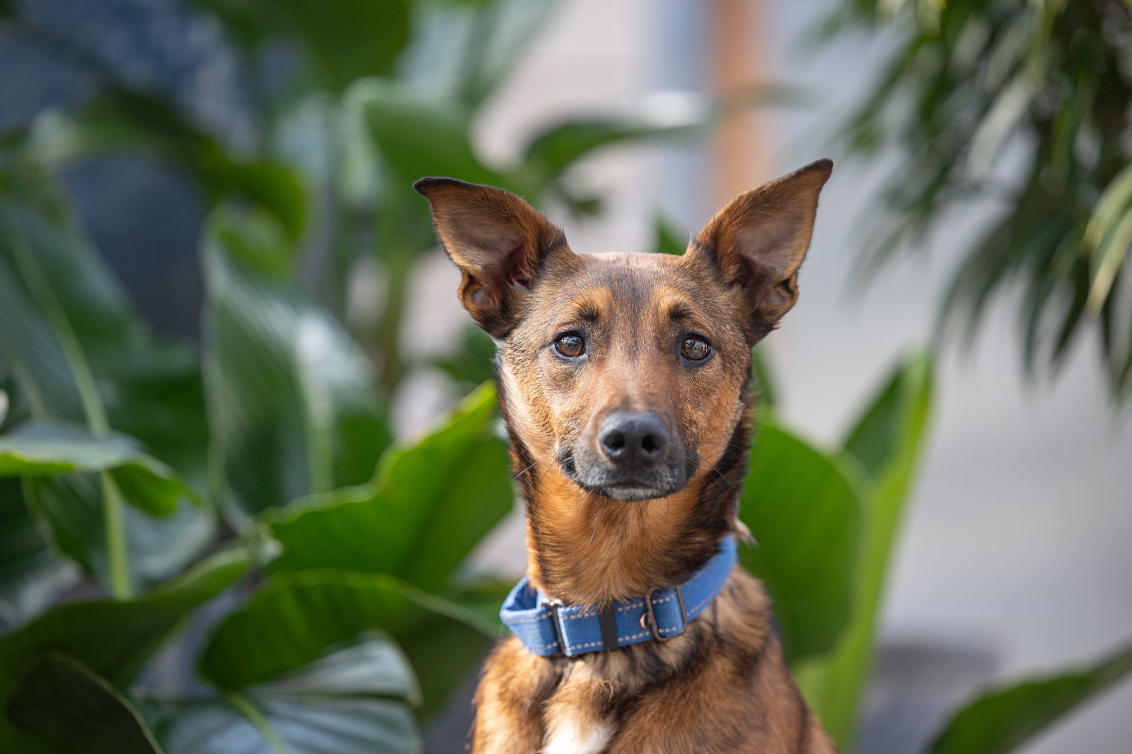 Tulane, an adoptable German Shepherd Dog, Terrier in Brooklyn Center, MN, 55429 | Photo Image 3