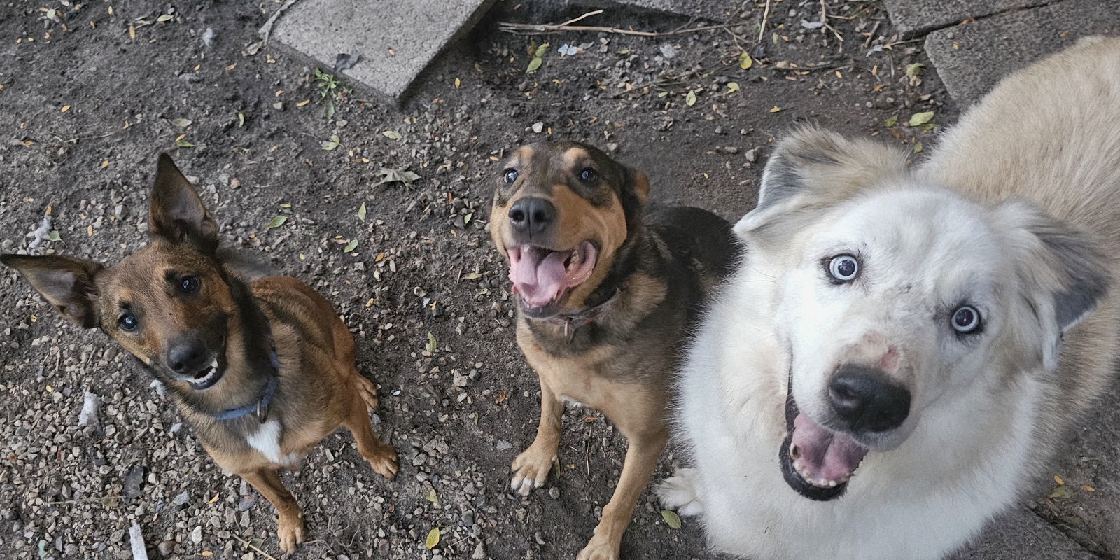 Tulane, an adoptable German Shepherd Dog, Terrier in Brooklyn Center, MN, 55429 | Photo Image 3