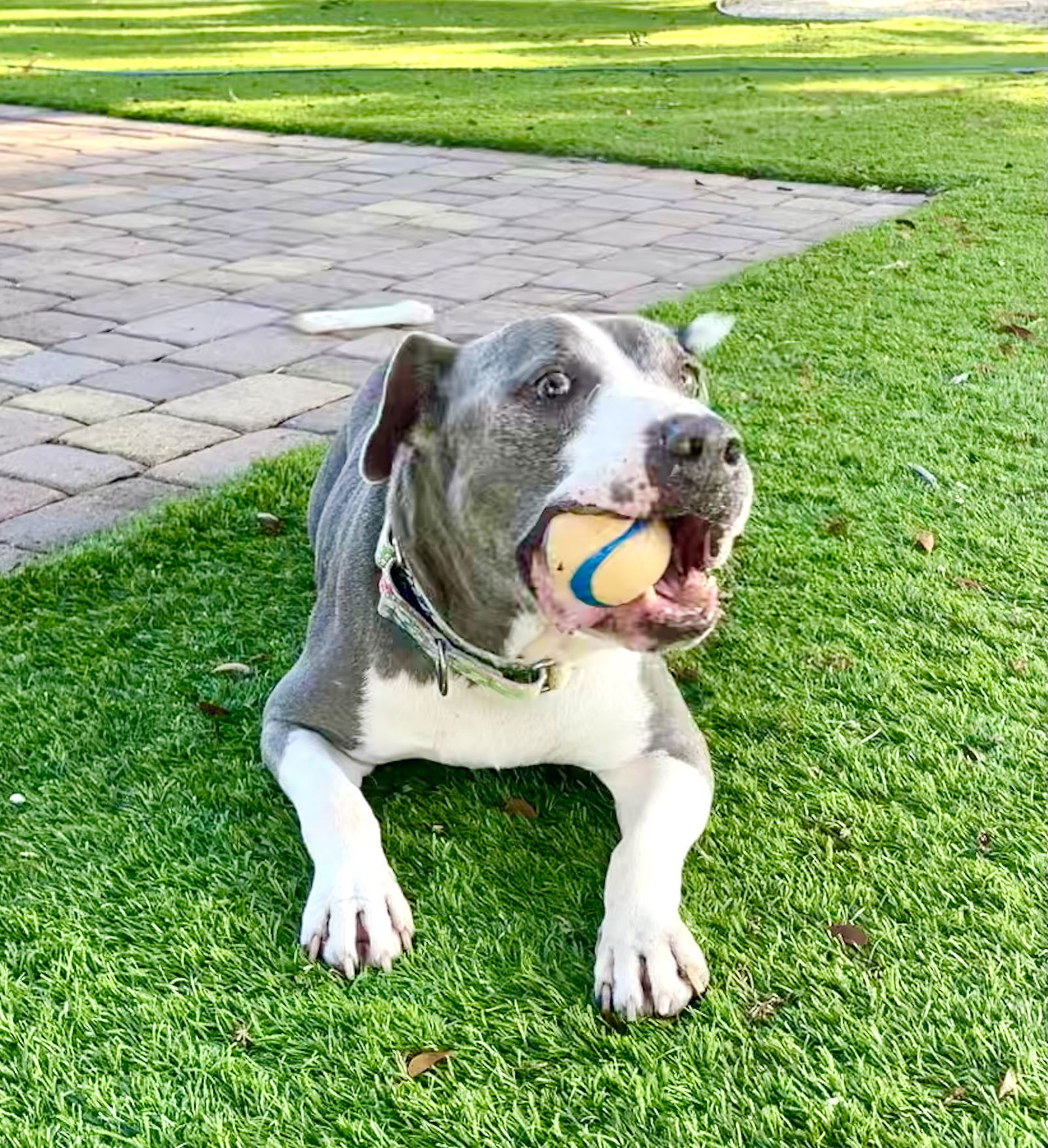 Tommy, an adoptable Pit Bull Terrier in MARATHON, FL, 33050 | Photo Image 2