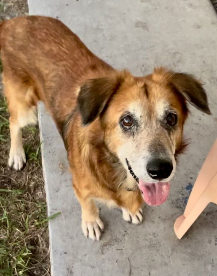 Ruby, an adoptable Golden Retriever in MARATHON, FL, 33050 | Photo Image 1