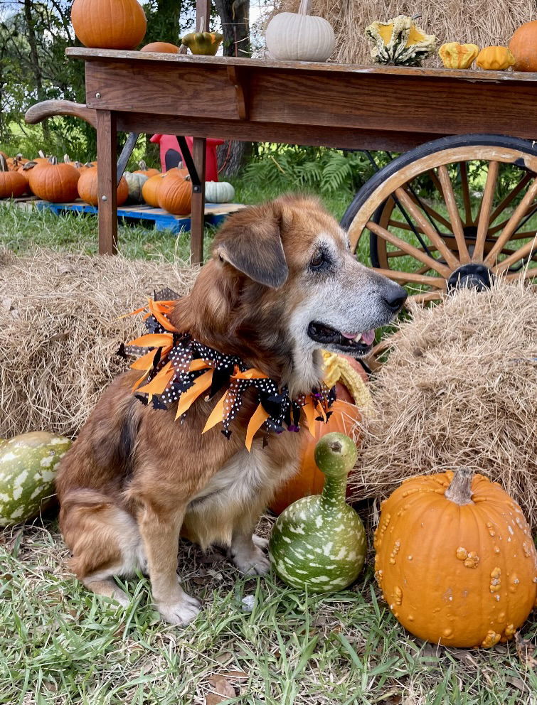 Ruby, an adoptable Golden Retriever in MARATHON, FL, 33050 | Photo Image 2