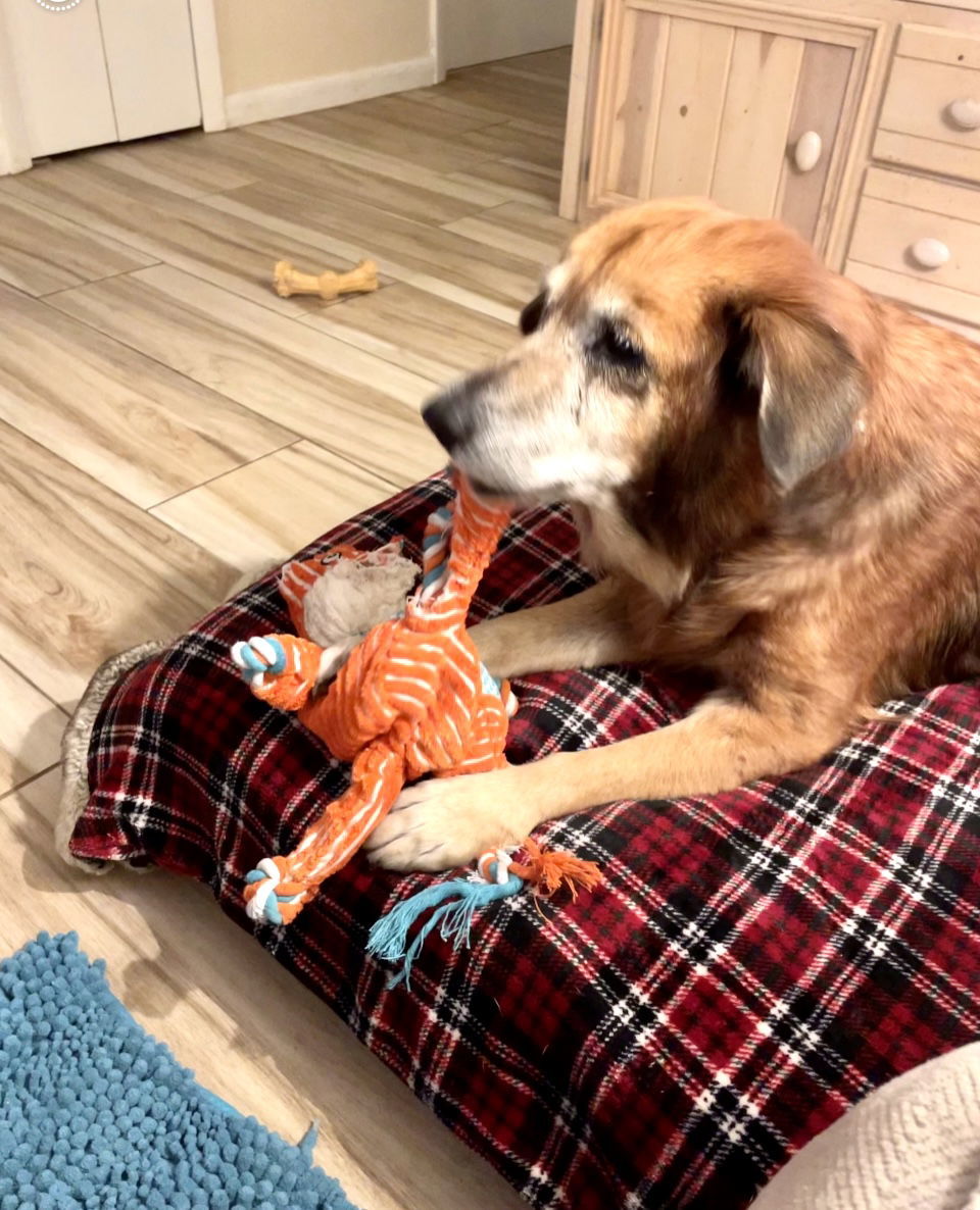 Ruby, an adoptable Golden Retriever in MARATHON, FL, 33050 | Photo Image 3