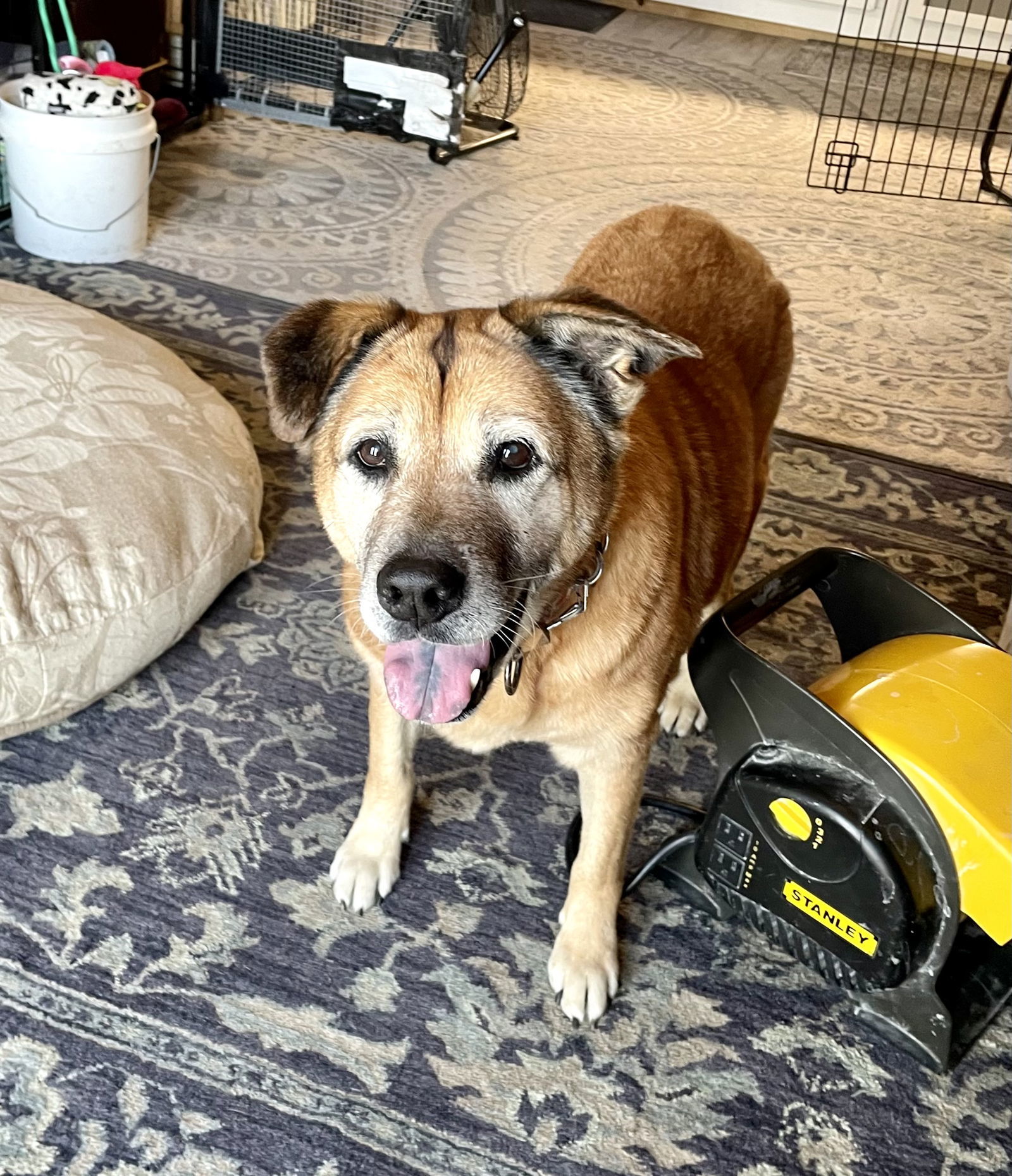 Tasha, an adoptable Chow Chow in MARATHON, FL, 33050 | Photo Image 1